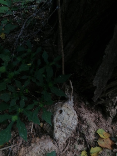 Ibervillea hypoleuca