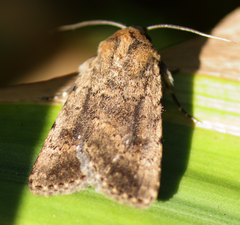 Nudorthodes variabilis