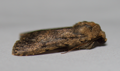 Nudorthodes variabilis