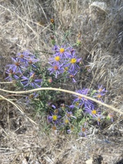 Dieteria bigelovii