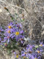 Dieteria bigelovii