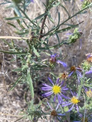 Dieteria bigelovii