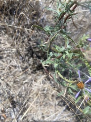 Dieteria bigelovii