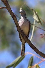 Geopelia placida placida