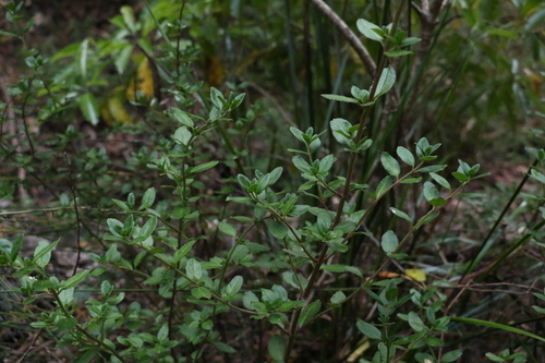 Image of Gonocarpus oreophilus by (c) Greg Tasney, some rights reserved (CC BY-SA)