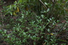 Gonocarpus oreophilus