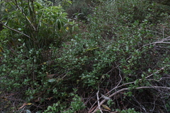 Gonocarpus oreophilus