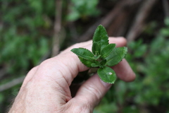 Gonocarpus oreophilus