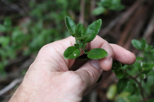 Image of Mountain Raspwort (Gonocarpus oreophilus) by (c) Greg Tasney, some rights reserved (CC BY-SA)