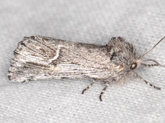 Ursia noctuiformis