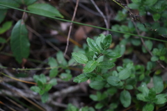 Gonocarpus oreophilus