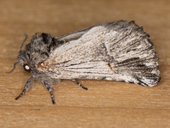 Ursia noctuiformis
