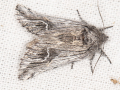 Ursia noctuiformis