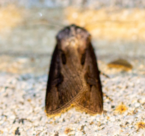 Venerable Dart photo 6