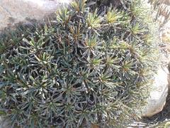 Euphorbia multifolia