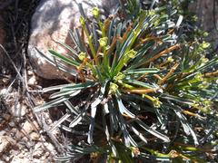 Euphorbia multifolia