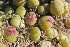 Gibbaeum nuciforme