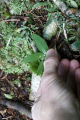 Drymophila moorei