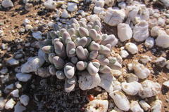 Gibbaeum pubescens