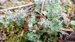 Cladonia multiformis
