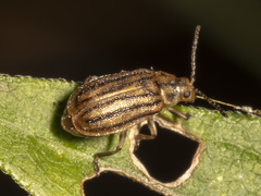 Ophraella conferta