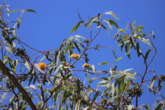 Eucalyptus phoenicea