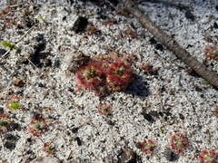 Drosera micrantha