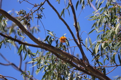 Eucalyptus phoenicea