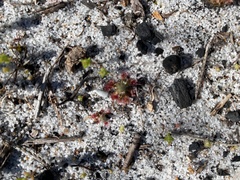Drosera micrantha