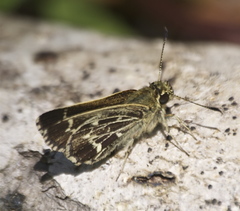 Amblyscirtes aesculapius