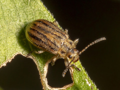Ophraella conferta