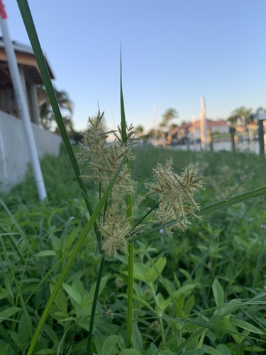 Cyperus esculentus image