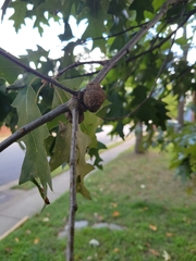 Callirhytis quercuscornigera