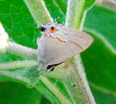 Electrostrymon hugon