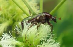 Leucocelis aeneicollis