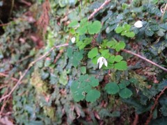 Dichocarpum adiantifolium