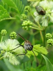 Leucocelis aeneicollis