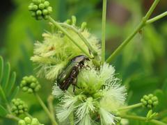 Leucocelis aeneicollis