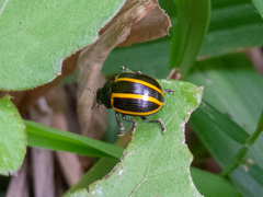 Desmogramma