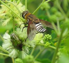 Leucocelis aeneicollis