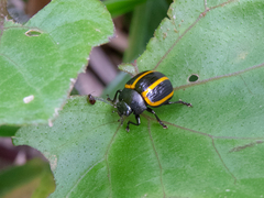 Desmogramma