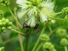 Leucocelis aeneicollis