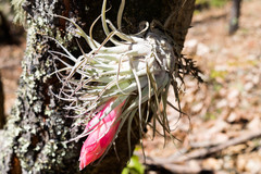Tillandsia macdougallii