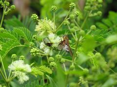 Leucocelis aeneicollis
