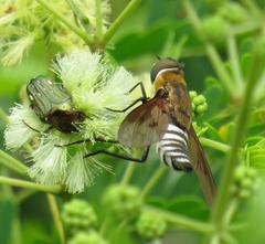 Leucocelis aeneicollis