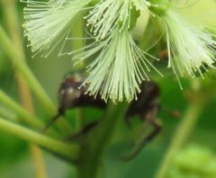 Leucocelis aeneicollis