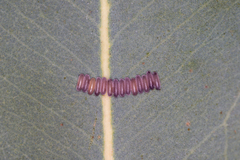 Paropsisterna decolorata