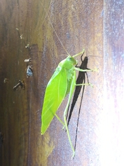 Microcentrum marginatum