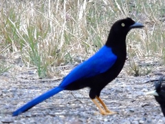 Cyanocorax beecheii