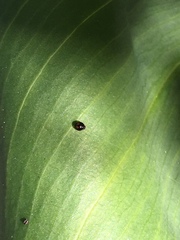 Serangium maculigerum